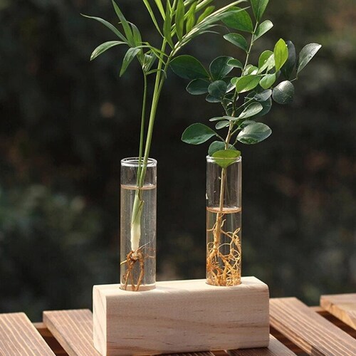 Glass Propagation Station Tubes With Wood Stand Etsy