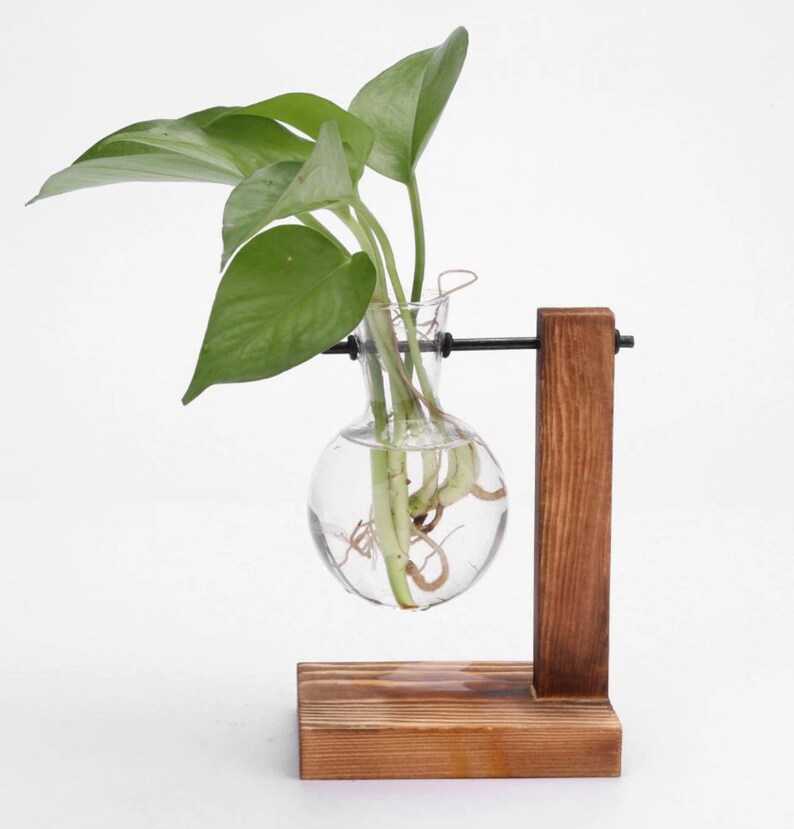 Glass Propagation Vase Bulbs With Wood Stand Etsy