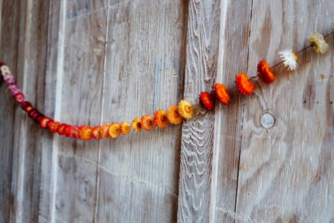 Strawflower Garlands Etsy
