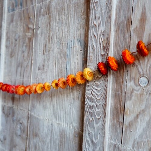 Strawflower Garlands Etsy