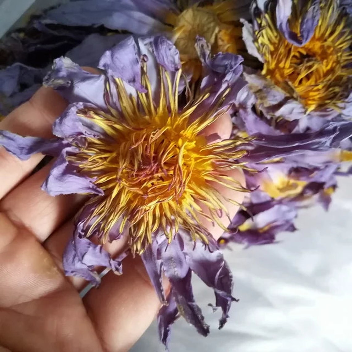 8oz Blue Lotus Whole Dried Flowers High Quality Nymphaea Etsy