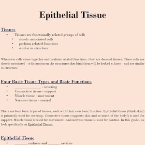 Anatomy Study Guides - Epithelial Tissue - Downloadable PDF