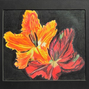 Un dessin au crayon de tulipes perroquets