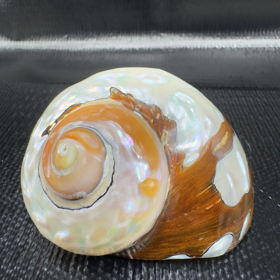 Natural Abalone Shell Iridescent Smooth African Turban Seashell Turbo ...