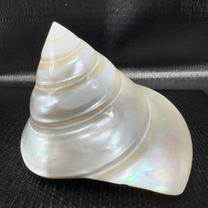 May include: A pearlescent white seashell with a spiral design. The shell has a smooth, iridescent surface with subtle hints of yellow and blue. The shell's shape is conical, with a rounded base and a pointed top.