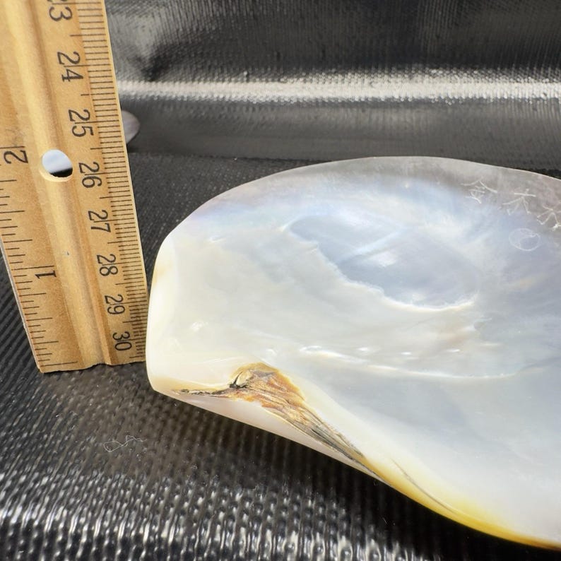 Shell On Ruler Natural Abalone Shell Large Iridescent Smooth Etched Elements Mother of ...