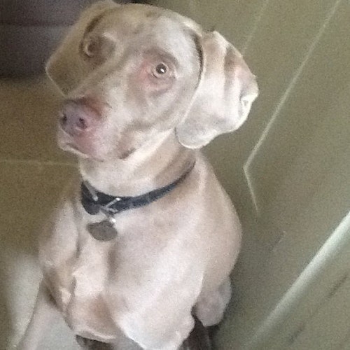 Juguetes de plástico de la Cajita Feliz de McDonalds de Warner