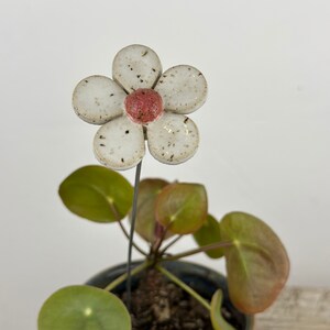 Könnte beinhalten: Eine weiße Keramikblume mit roter Mitte steht in einem Topf mit einer grünen Pflanze. Der Topf ist blau und braun mit einer strukturierten Oberfläche.