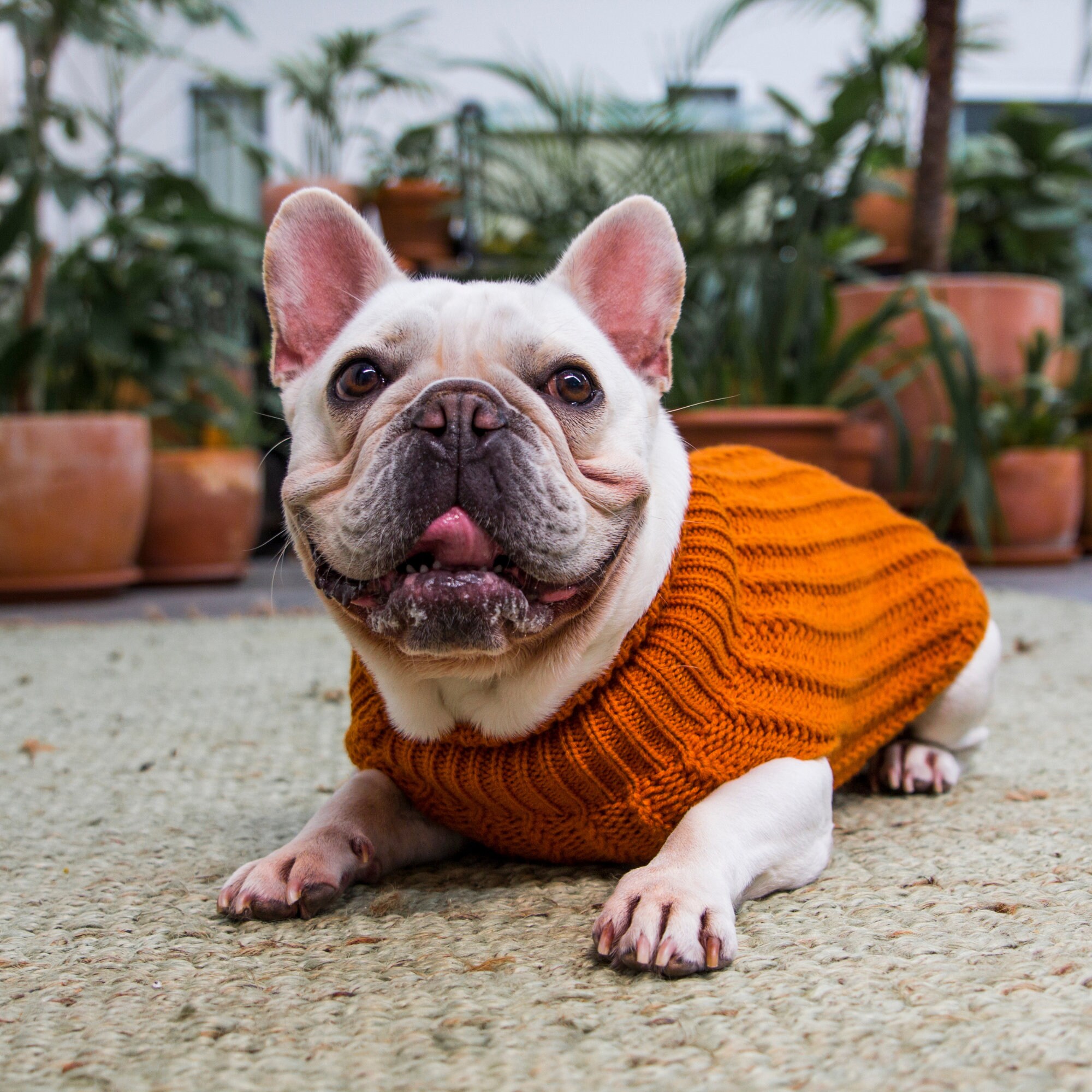 chunky knit dog jumper