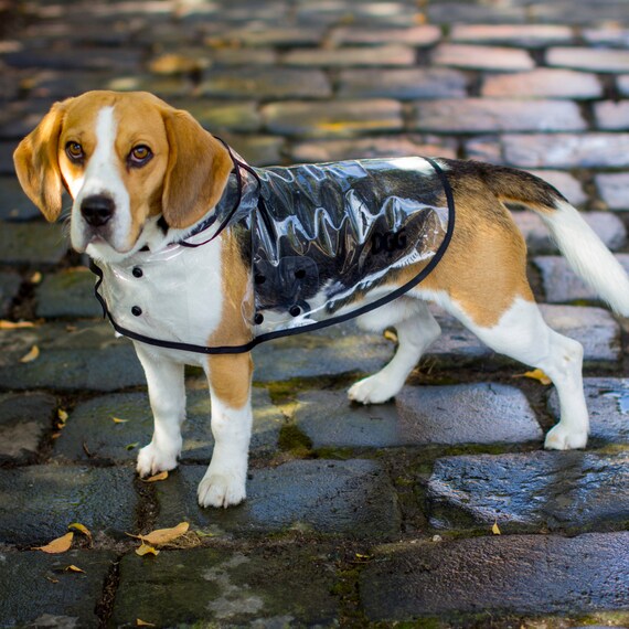 clear dog raincoat