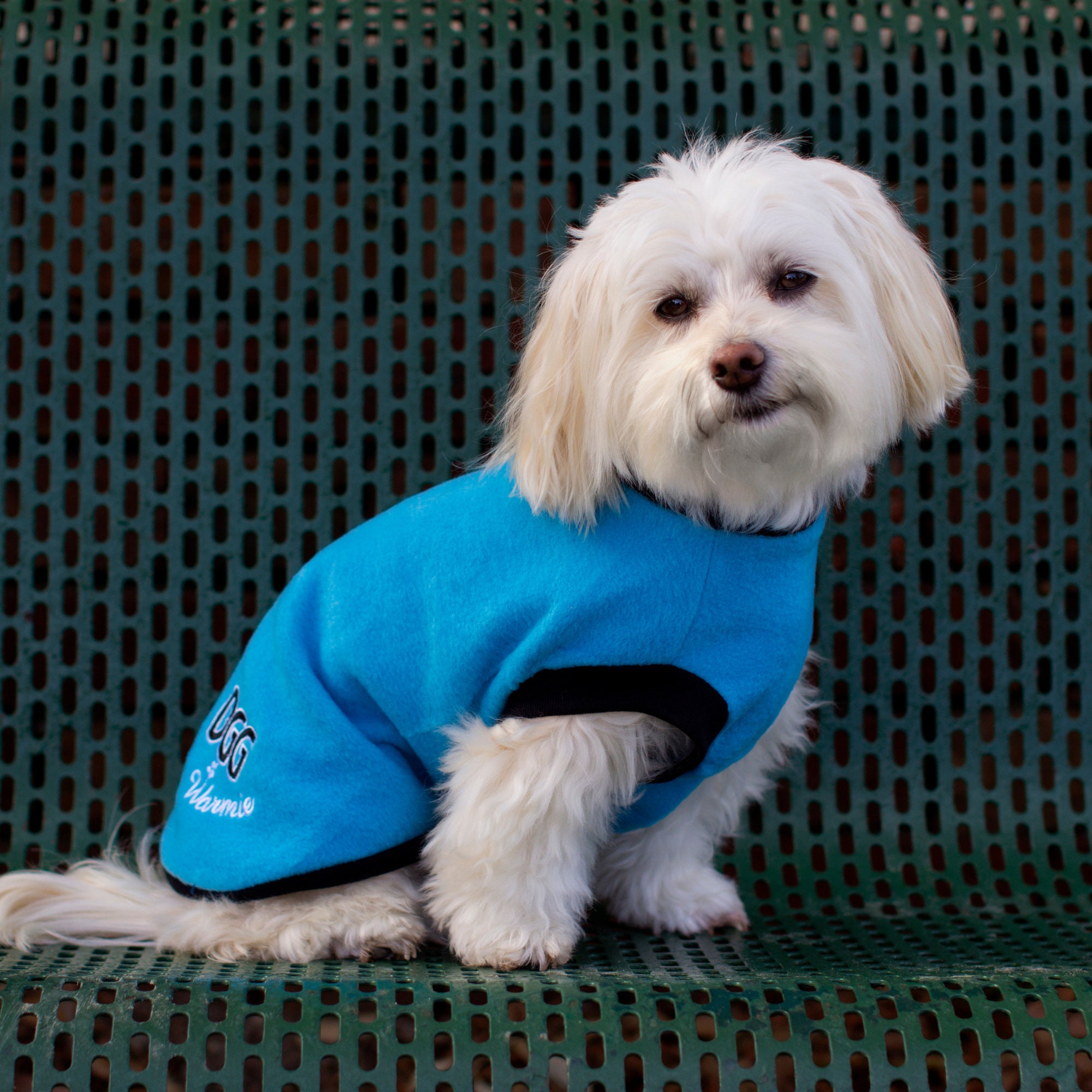 blue dog jumper