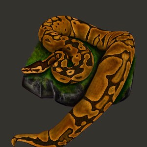 May include: Illustration of a ball python snake, featuring a pattern of brown and black markings on a tan body. The snake is coiled on a green and gray rock against a dark gray background. The artwork is a digital painting.