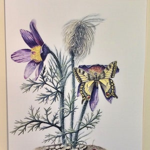Swallowtail Butterfly (Papilio machaon) & Pulsatilla flower. Limited Edition watercolour print.