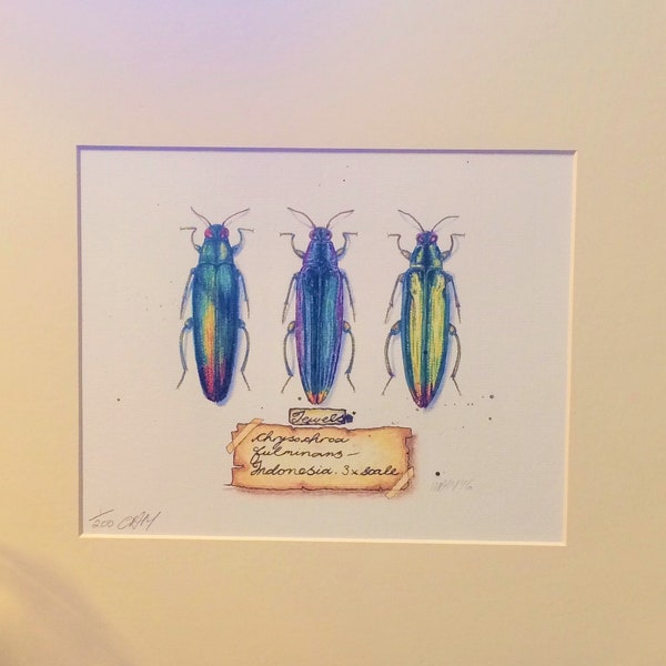 Jewels. Jewel Beetles (Chrysochroa fulminans) Limited edition print