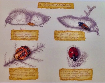 Lifecycle of Ladybirds. Limited edition  print