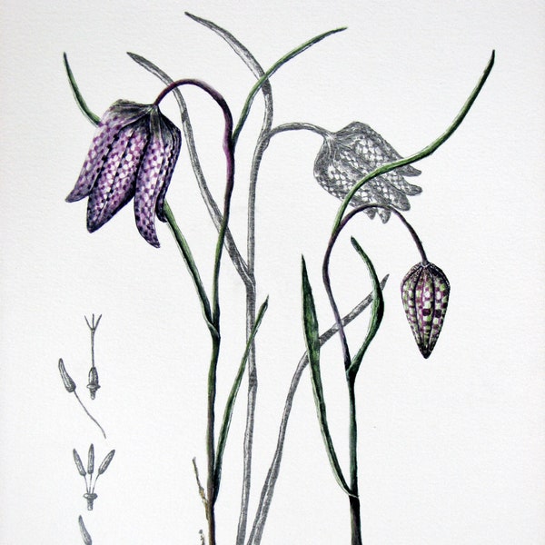 Snakes Head fritillary. (Fritillary meleagris) Limited edition print. An intricate botanical print celebrating this iconic meadow flower.