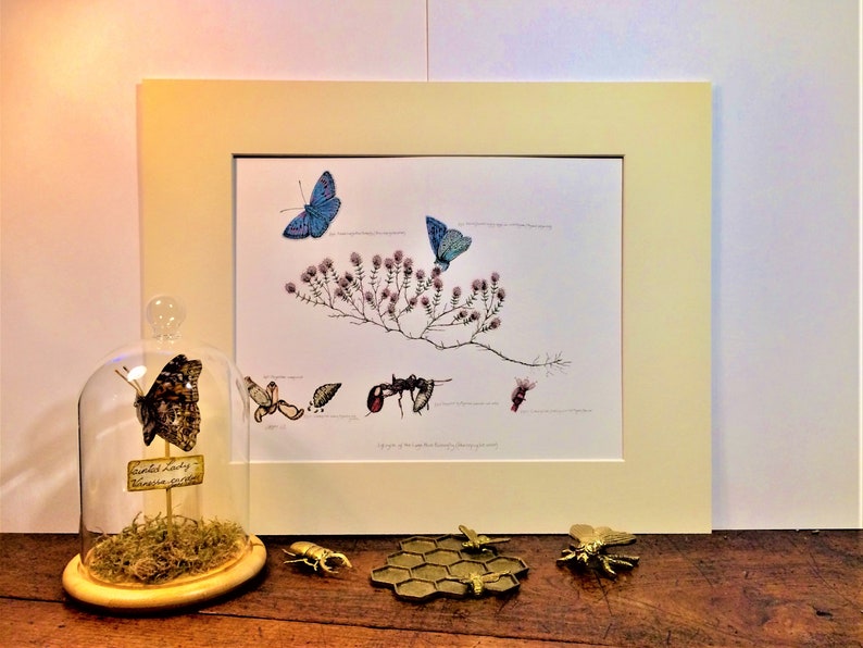 Lifecycle of the Large Blue butterfly Glaucopsyche arion Limited edition print