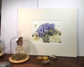 Life Between the Rocks. Limited edition print showcasing Spring crocuses and early emerging insects.