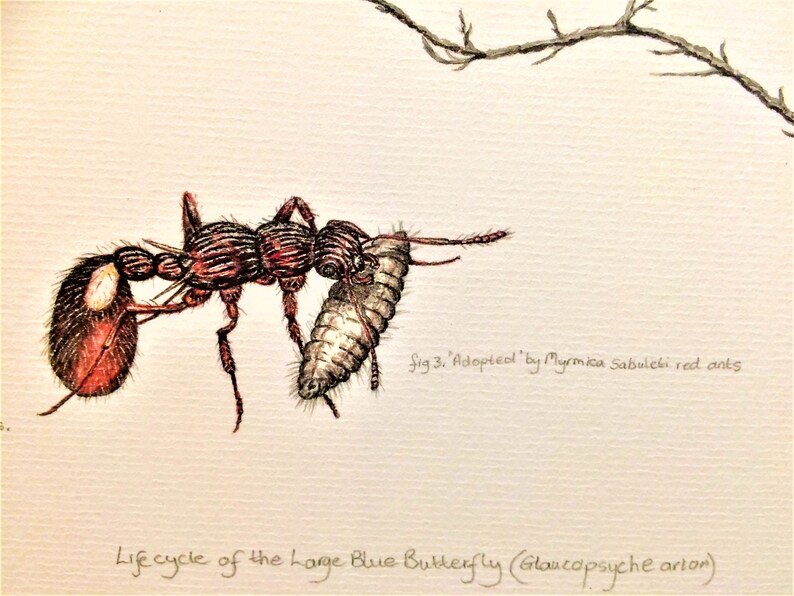 Lifecycle of the Large Blue butterfly Glaucopsyche arion Limited edition print