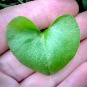 Rooreh (Miner’s lettuce), Claytonia perfoliata, 200 seeds salad greens