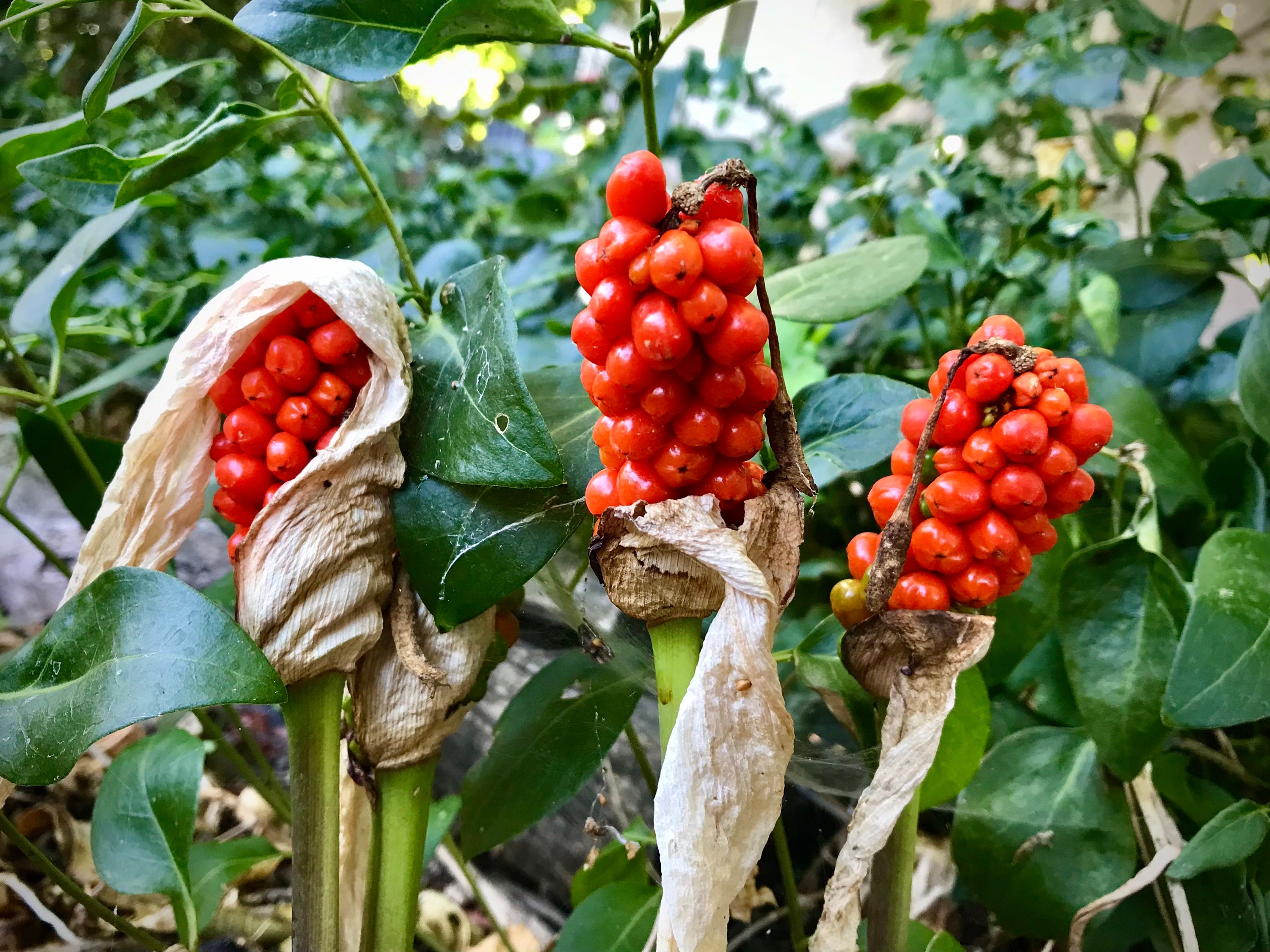 Elephant Ear, Arum Italicum, Italian Lords and Ladies, Seeds Etsy