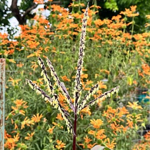 Semi di Leonotis leonurus (coda di leone, orecchio di leone), erba commestibile e medicinale, 35 semi