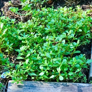 Golden Purslane seeds, nutrient-dense greens