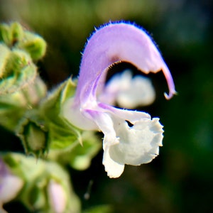 Clary sage seeds, edible and medicinal calming herb, Salvia sclarea 70 seeds