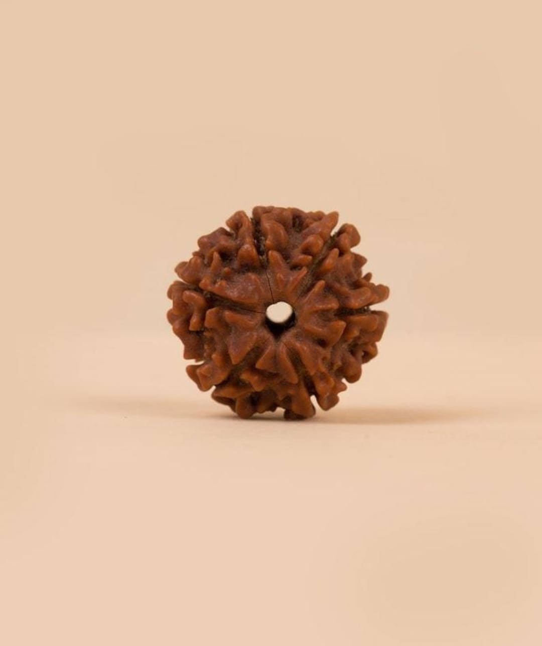 Isha 6 Face Rudraksha , Shanmukhi Rudraksha Bead for Children
