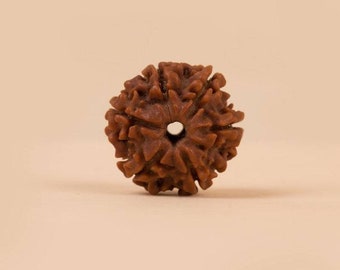 Isha 6 Face Rudraksha Bead, Consecrated Shanmukhi for Children