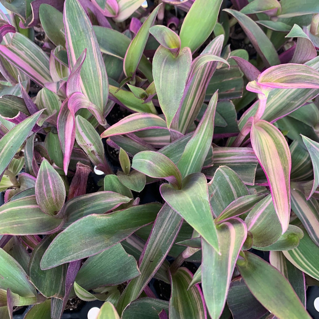 Setcreasea Pallida 'pink Stripes' 2 Pot - Etsy Australia