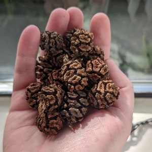 Coastal Redwood Tree Seed Cones