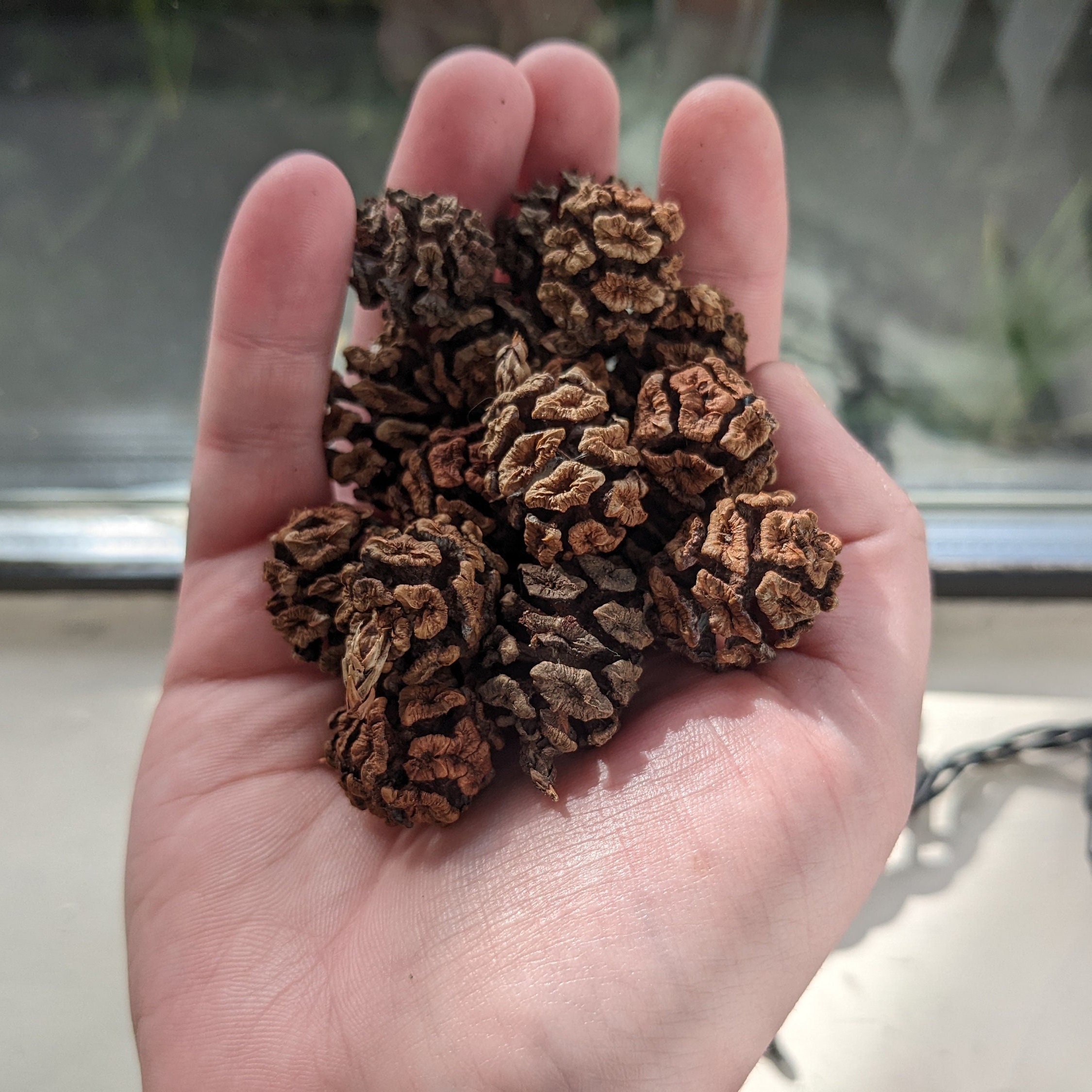 Coastal Redwood Tree Seed Cones Etsy