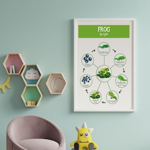 Life Cycle of a Frog Poster, Playroom Montessori Wall Art, Nursery Decor, Classroom Educational Poster