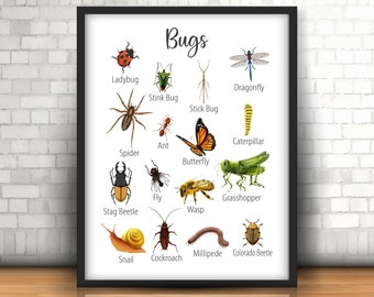 May include: A colorful educational chart featuring illustrations of various bugs, including a ladybug, dragonfly, stink bug, stick bug, spider, ant, butterfly, caterpillar, fly, grasshopper, stag beetle, wasp, snail, cockroach, millipede, and Colorado beetle. The chart is titled "Bugs".