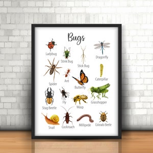 Insect Classroom Posters, Educational Printable Bug Posters for Homeschool and Preschool