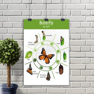 Ciclo de vida de la mariposa Póster, Animal Imprimible, Montessori Educational Homeschooling Learning Poster Kids, Nursery Room preschool Wall Art