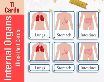 INTERNAL ORGANS Three Part Printable Nomenclature Montessori Flash Cards, Human Anatomy Body Part, Waldorf, Biology, Science, Kindergarten