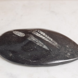 Echtes poliertes Orthoceras Fossil