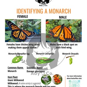 Identifying a Monarch Butterfly (Male/Female)
