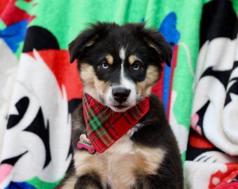 Adjustable Dog Bandanas, Reversible, Christmas, College, NFL, Grateful Dead, and more, XL, L, M, SM.