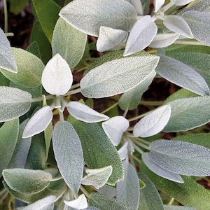Organic garden sage - pack of herb 20 seeds - use for smudging - herbal tea - cooking - easy to grow