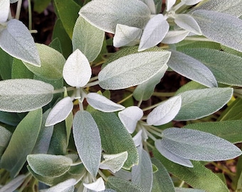 Semi di salvia da giardino biologici - Erbe aromatiche, spezie, tè, cucina