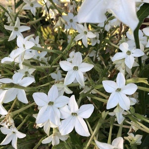 Fragrant Jasmine Tobacco - incredibly abundant blossoms - beautiful tall long lasting white blossoms (15 seeds per pack) - Nicotiana