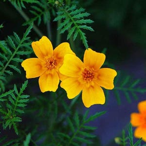 Caléndula Signet - variedad alta de color amarillo claro - paquete de 30 semillas
