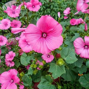 Puede incluir: Primer plano de un grupo de flores rosas con pétalos rizados. Las flores están en plena floración y tienen un aspecto delicado y femenino.