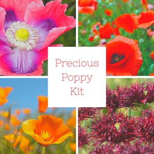 POPPY LOVER&#39;S PRECIOUS poppy seeds kit with: Black swan - California -  Flanders Red  - Giganthemum poppies