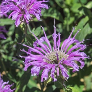 Wild BERGAMOT BEE BALM - pack of herb 20 seeds - excellent for herbal tea