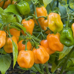 Orange Harbanero Pepper seeds - spicy and striking small pepper - pack of 10 seeds