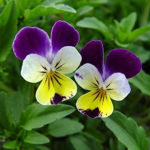May include: Two purple and white pansies with yellow centers, blooming in a garden setting.